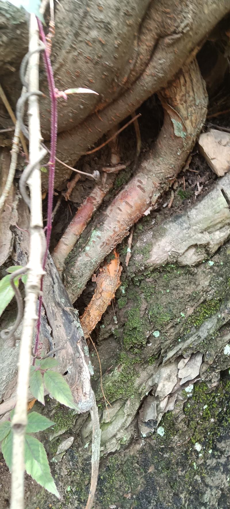 新鲜野生桑白皮桑根白桑皮桑根皮鲜干货出售