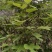 新鲜野生桑白皮桑根白桑皮桑根皮鲜干货出售