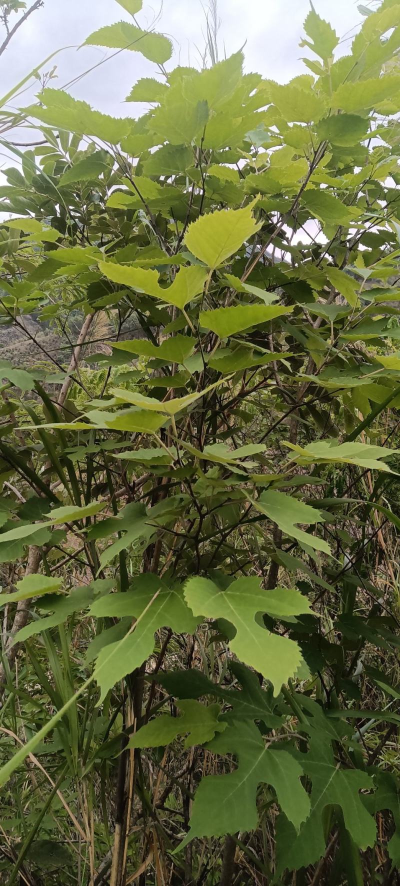 新鲜野生桑白皮桑根白桑皮桑根皮鲜干货出售