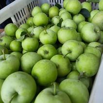 山东青苹果辽付伏苹果，大量上市产地直发口感脆甜可货