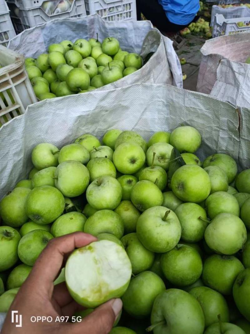 山东青苹果藤木一号苹果，大量上市产地直发口感脆甜可代发货