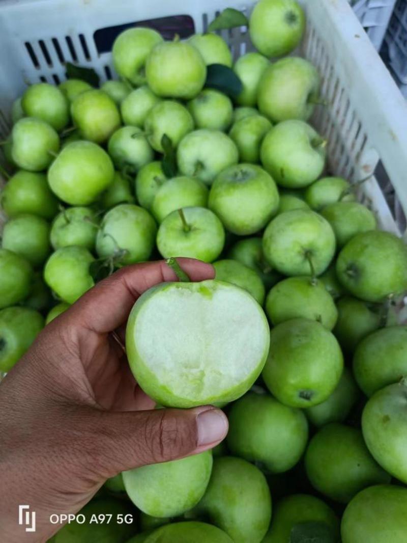 山东青苹果辽付伏苹果，大量上市产地直发口感脆甜可代发货
