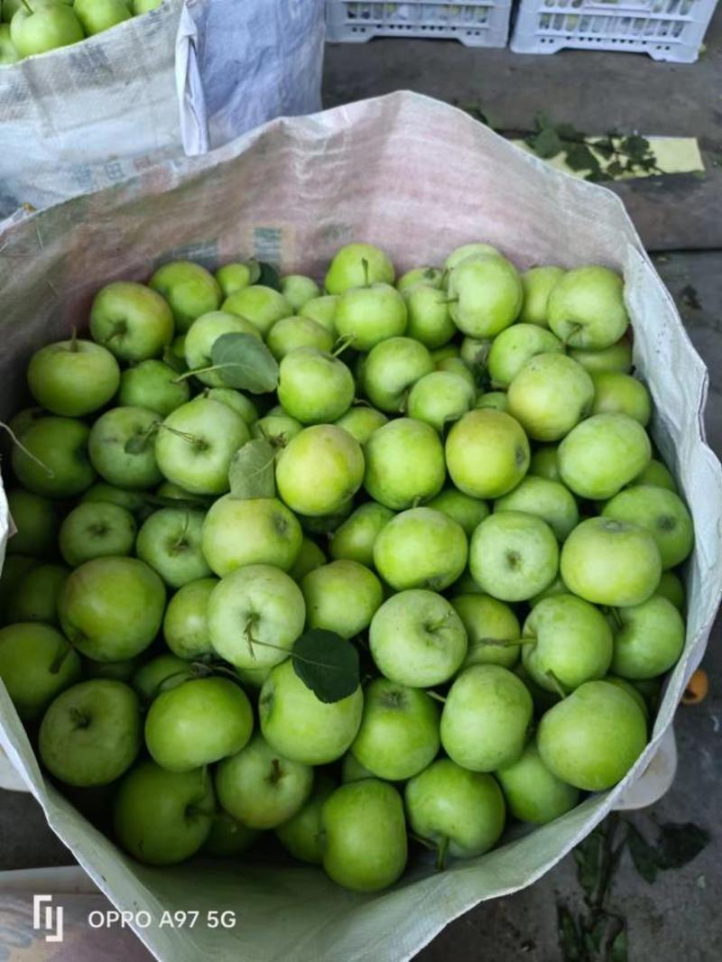 山东青苹果辽付伏苹果，大量上市产地直发口感脆甜可代发货