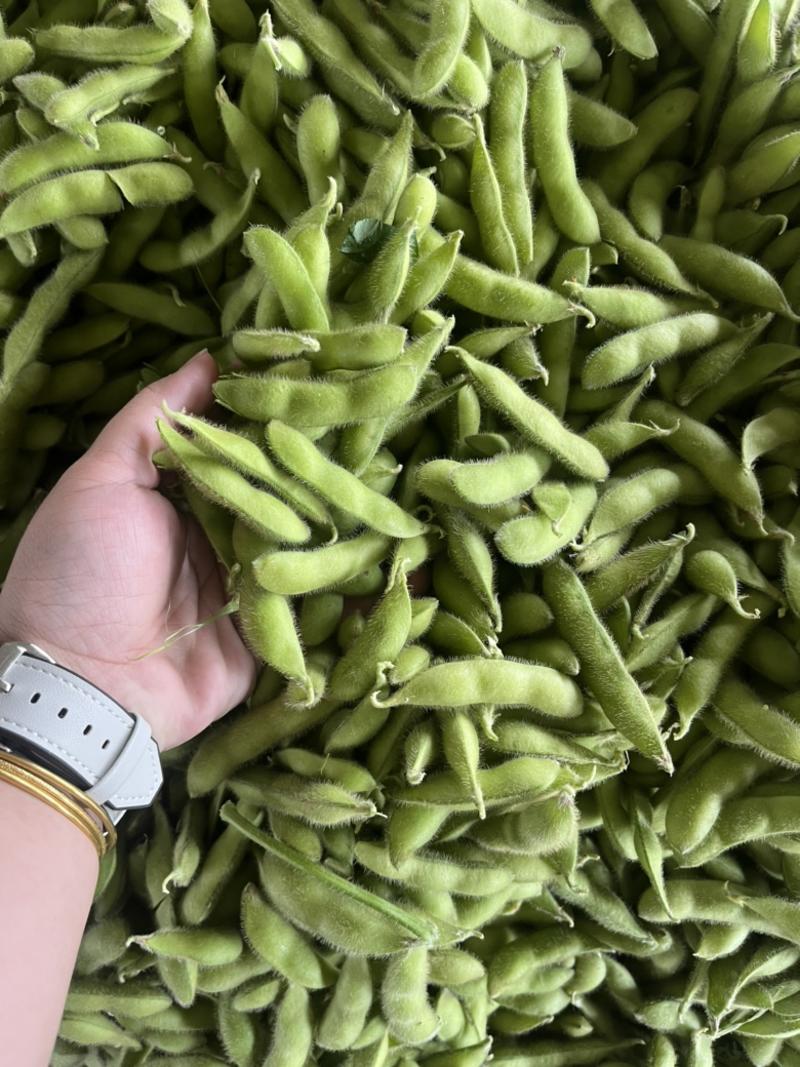 安徽本地沈鲜大板毛豆大量上市，每天都有新鲜货现摘现发