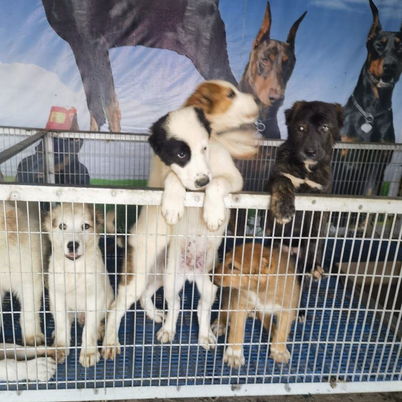大型犬中亚看家护院聪明伶俐亲人