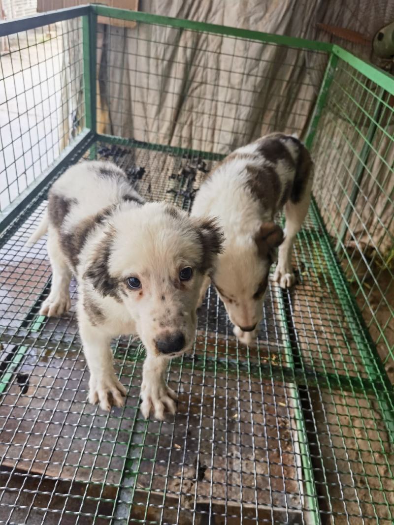 大型犬中亚看家护院聪明伶俐亲人