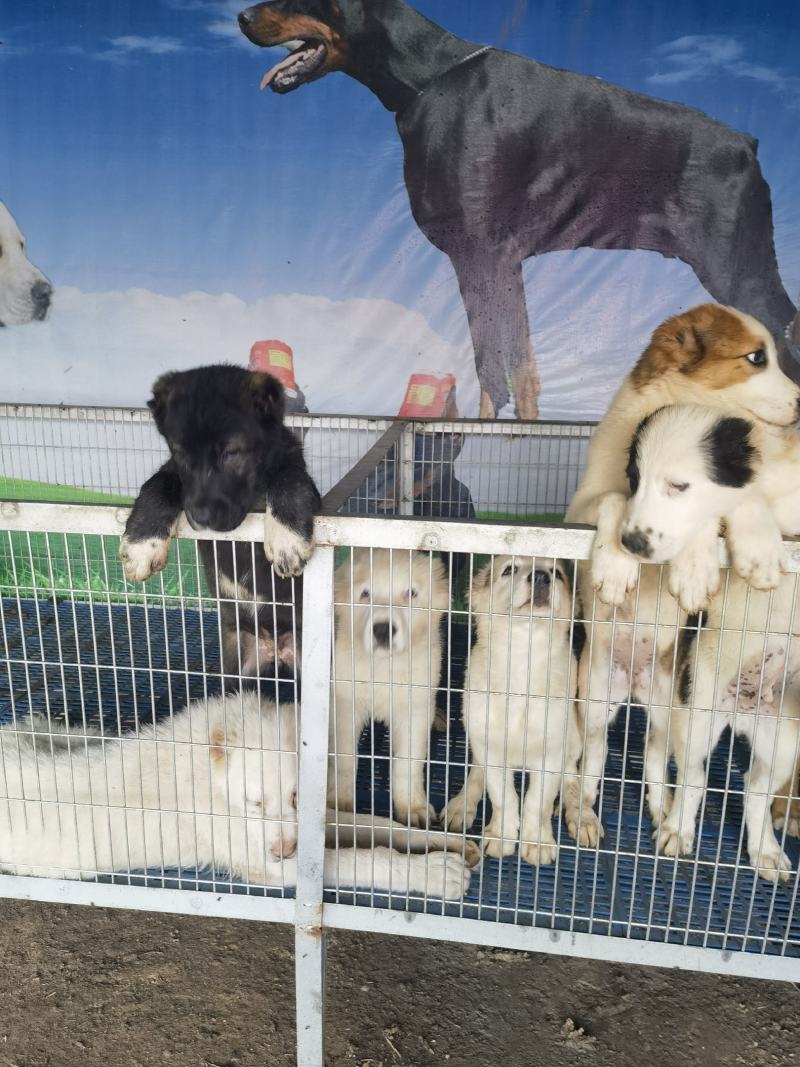 大型犬中亚看家护院聪明伶俐亲人