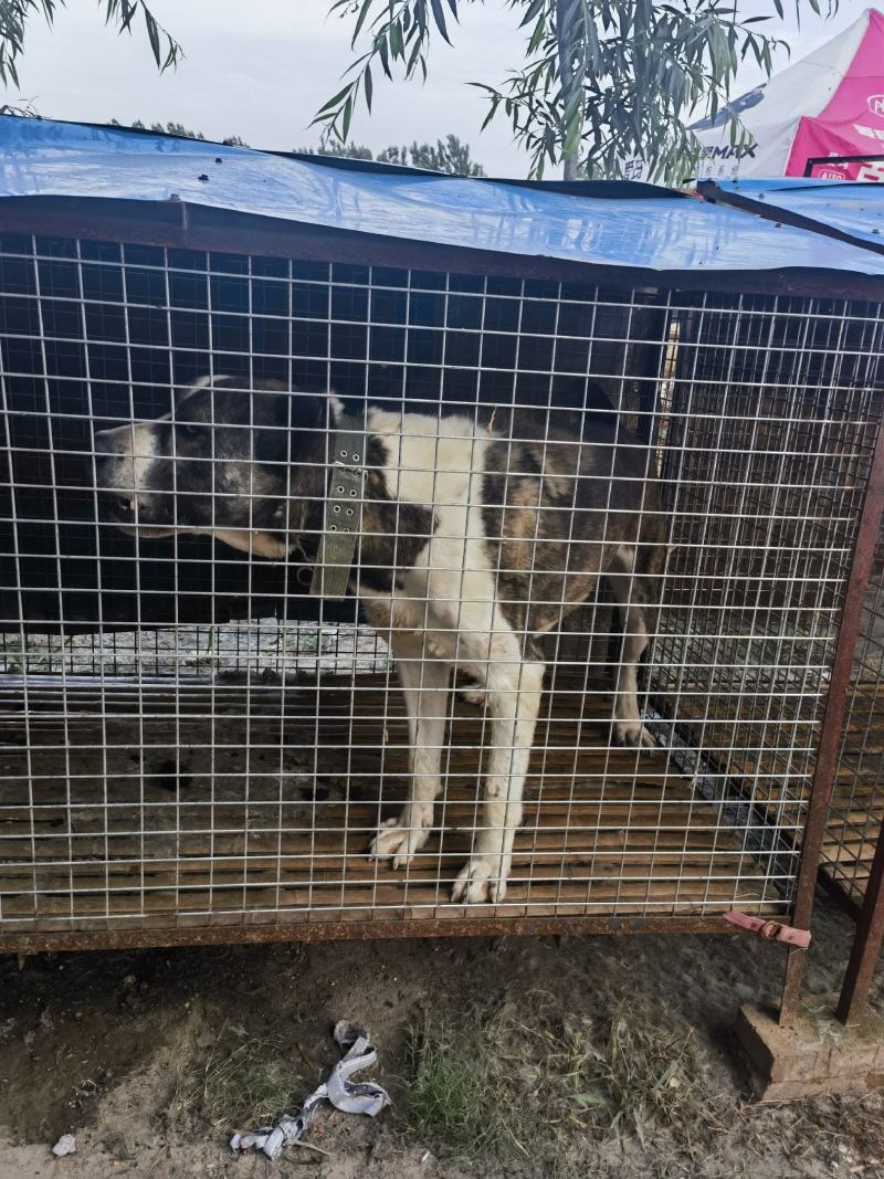 大型犬中亚看家护院聪明伶俐亲人