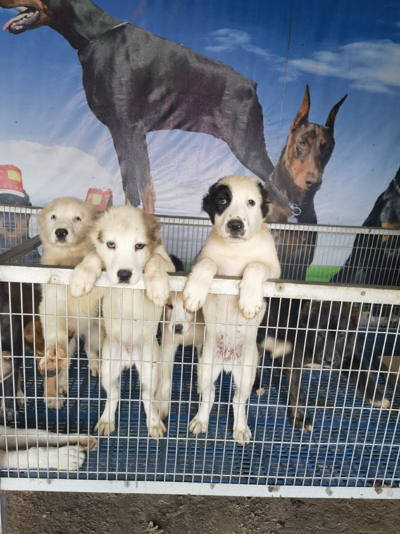大型犬中亚看家护院聪明伶俐亲人