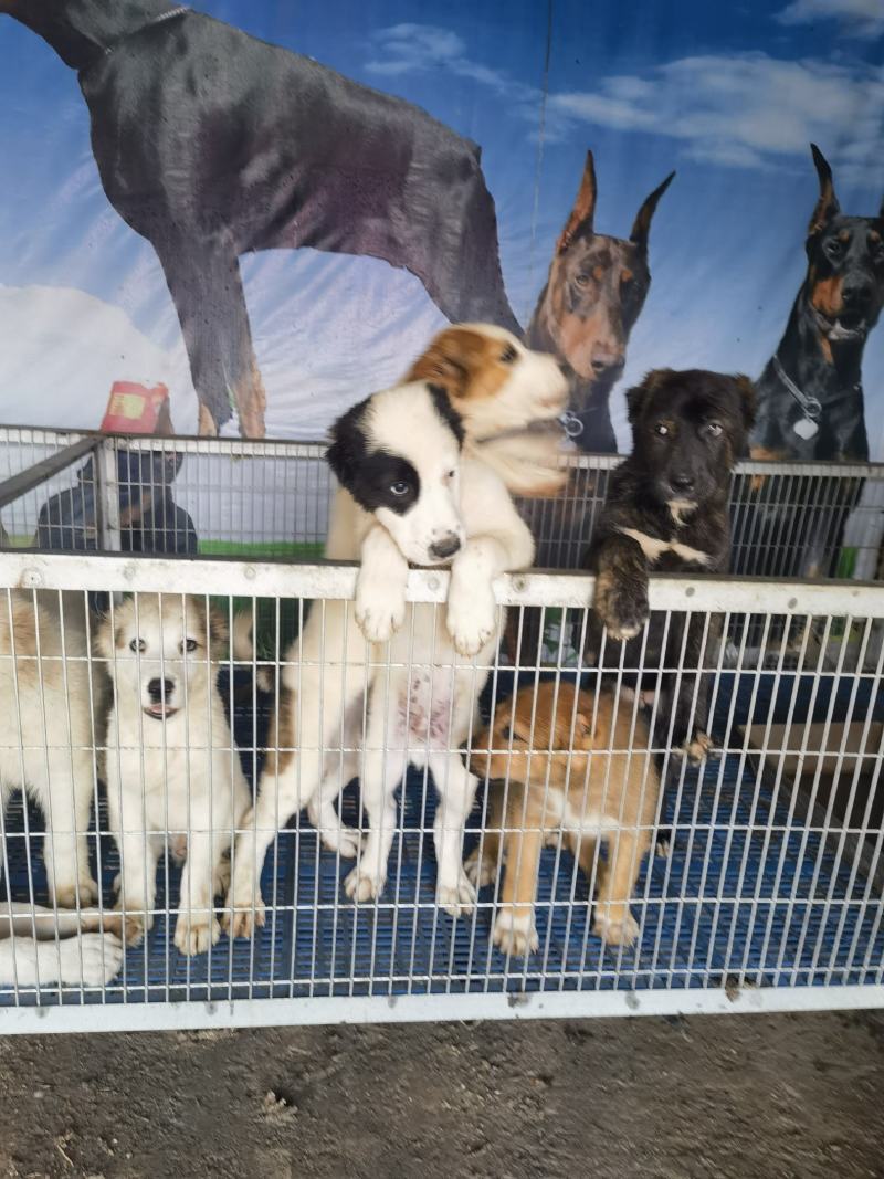 大型犬中亚看家护院聪明伶俐亲人