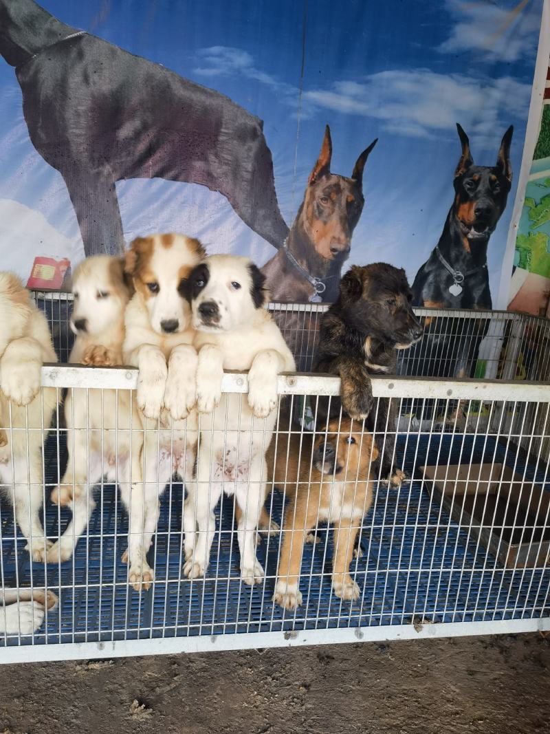 大型犬中亚看家护院聪明伶俐亲人