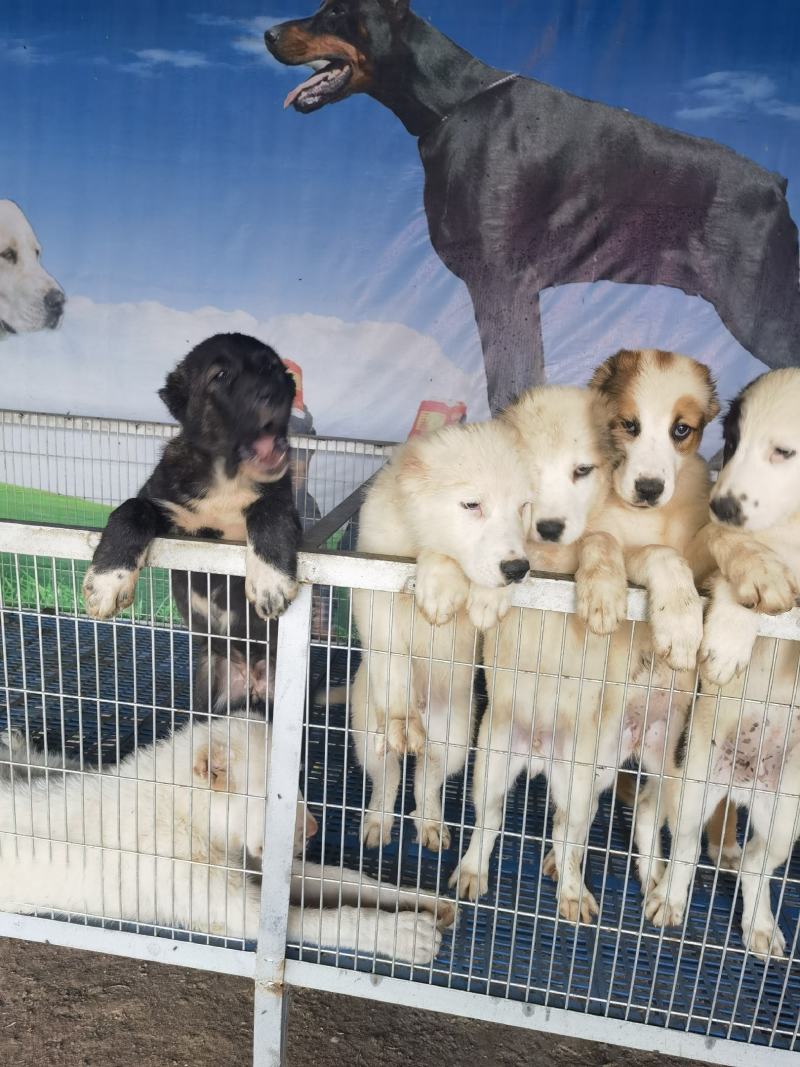 大型犬中亚看家护院聪明伶俐亲人
