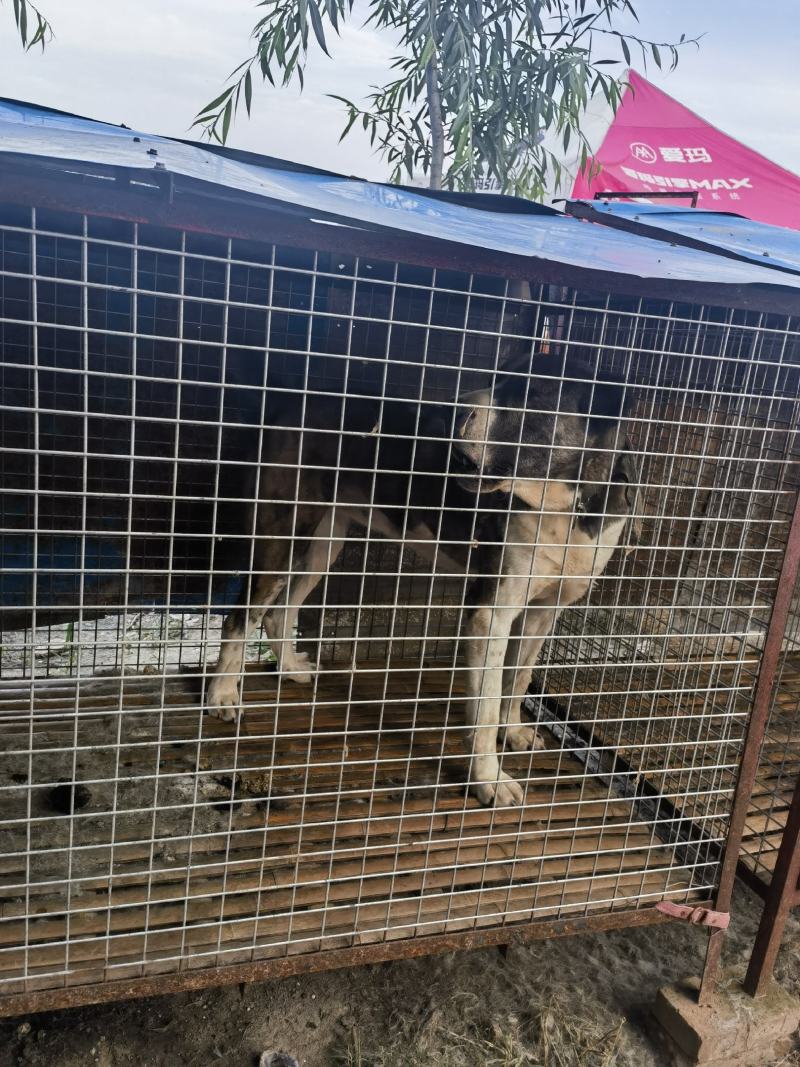 大型犬中亚看家护院聪明伶俐亲人
