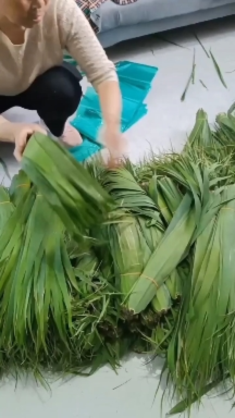 安徽芦苇叶，质量嘎嘎滴，量大充足，宽长软无虫。诚信经营