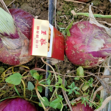 精品红皮洋葱大量上市中，果形好，艳色红，大小均匀，无烂果