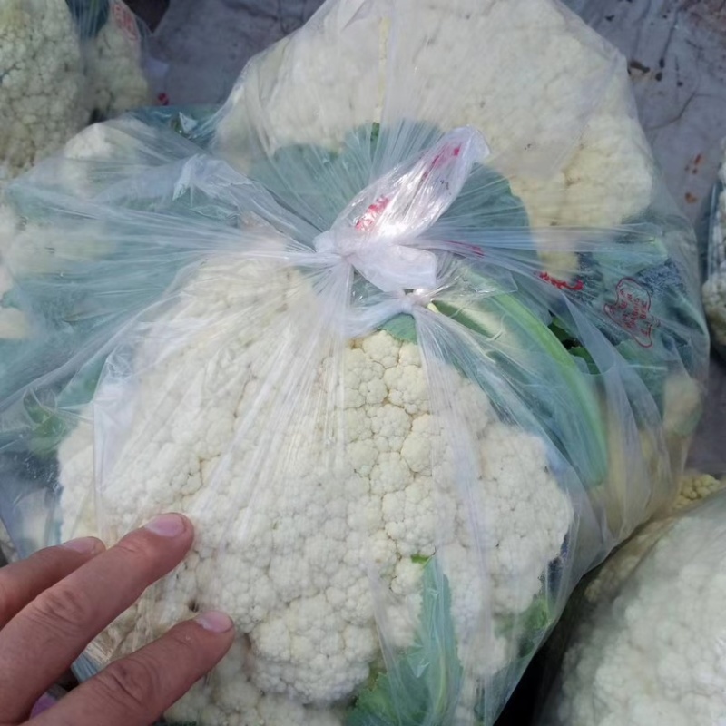 辽宁凌海西蓝花大量上市，欢迎各地老板前来采购