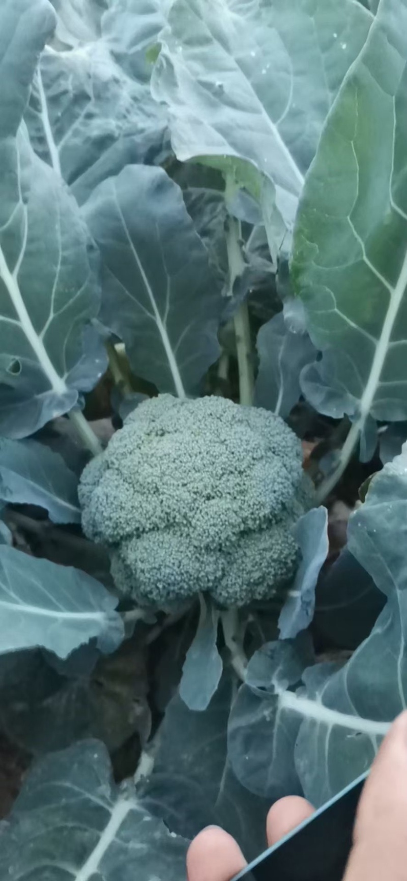 辽宁凌海西蓝花大量上市，欢迎各地老板前来采购