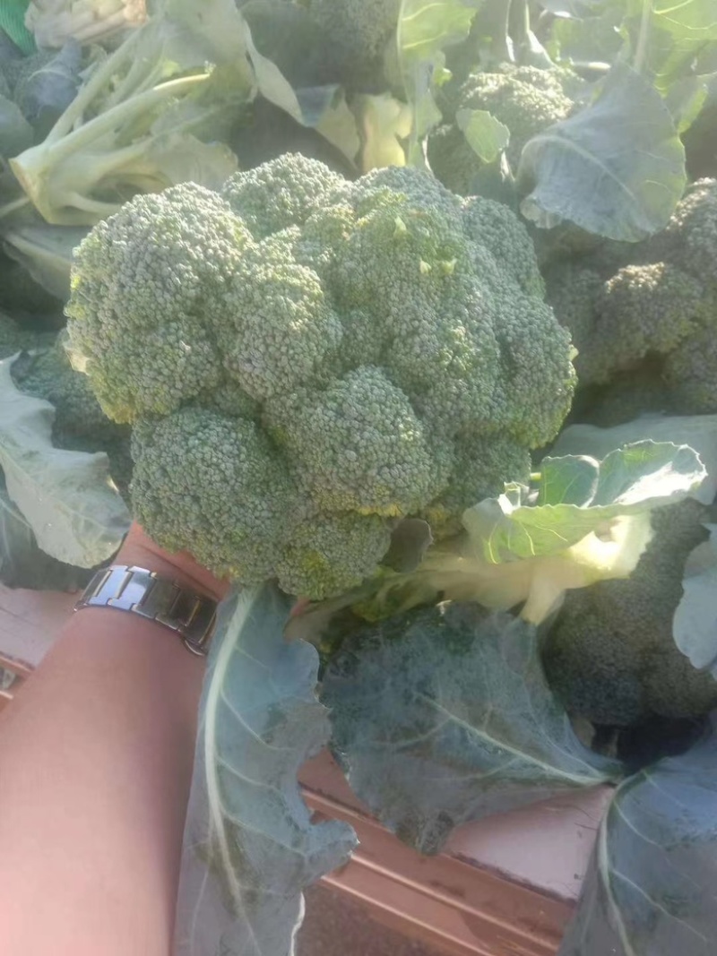 辽宁凌海西蓝花大量上市，欢迎各地老板前来采购