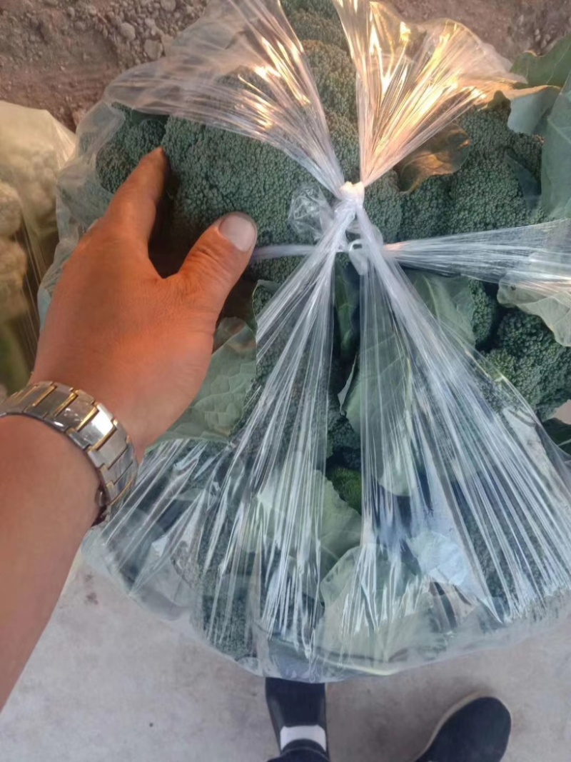 辽宁凌海西蓝花大量上市，欢迎各地老板前来采购