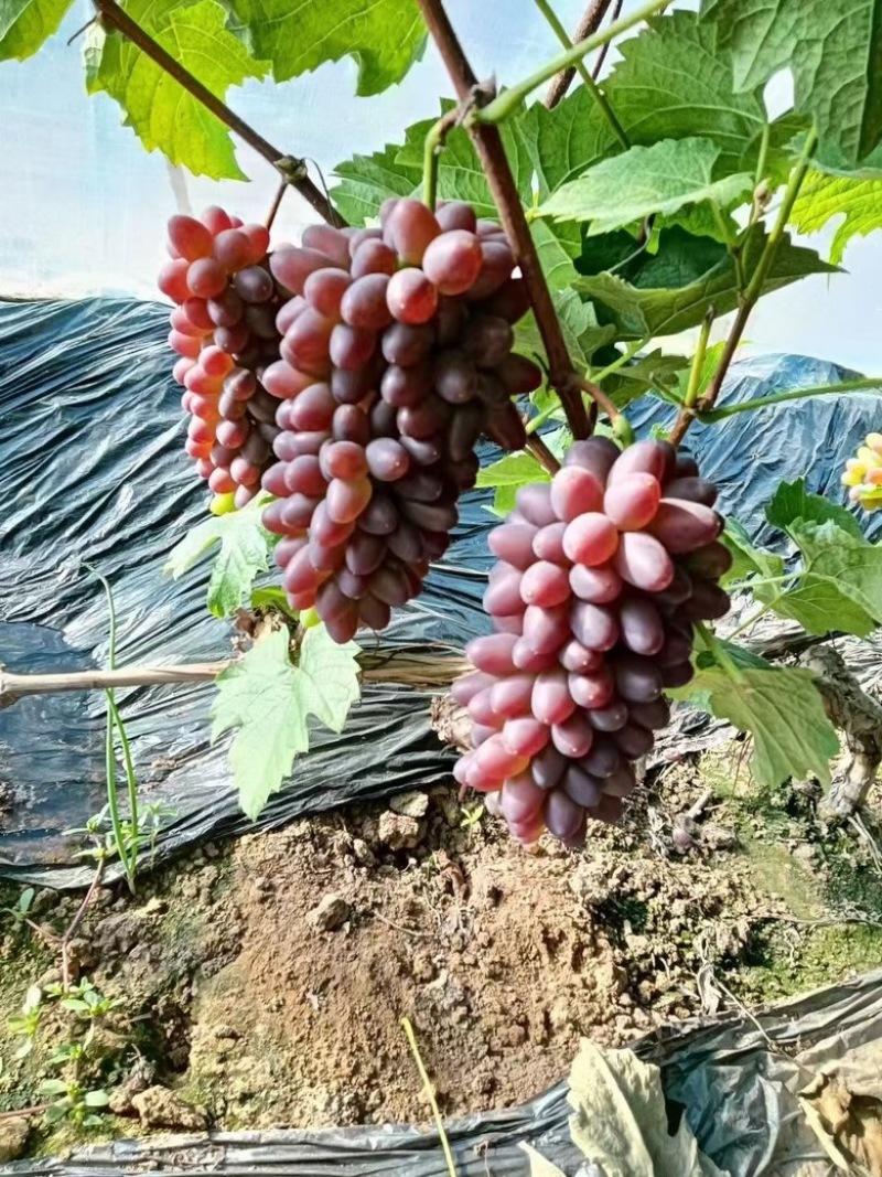 辽宁凌海茉莉香葡萄大量上市，欢迎各地老板前来采购
