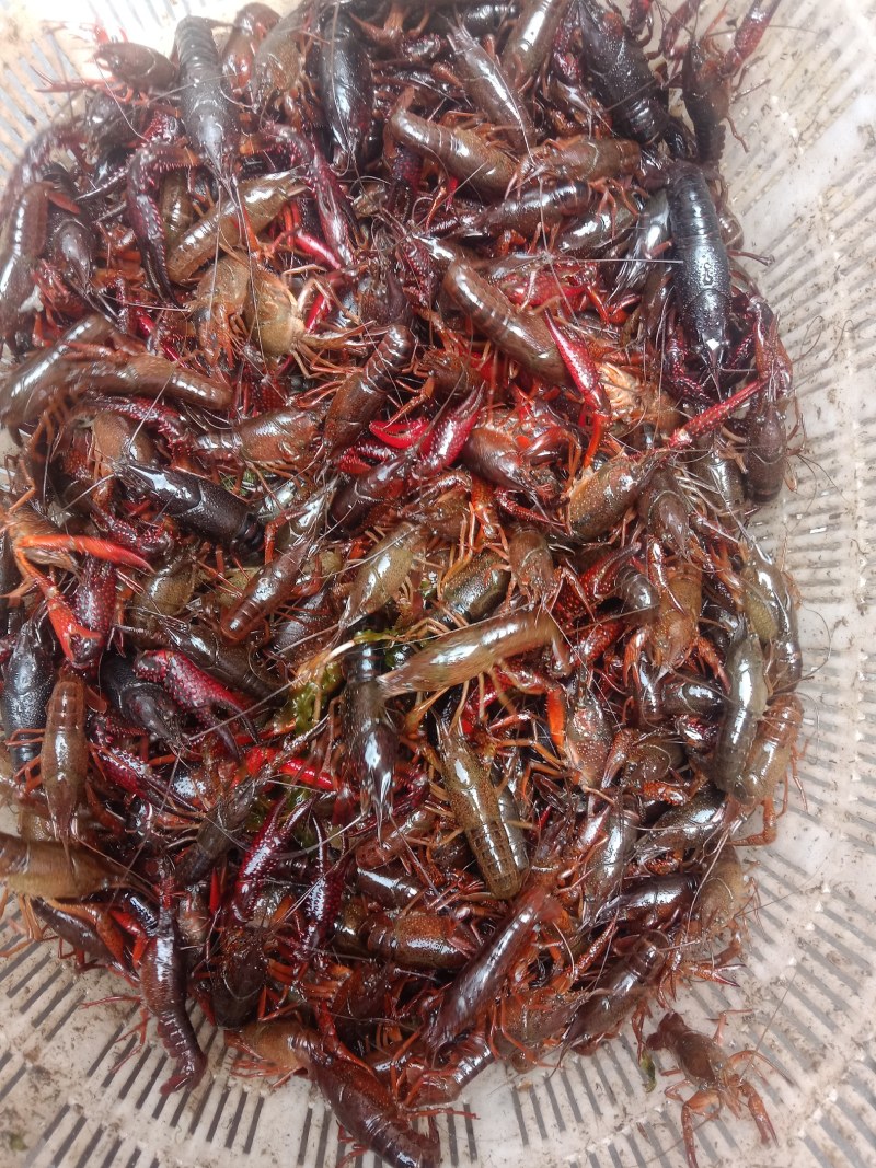 小龙虾