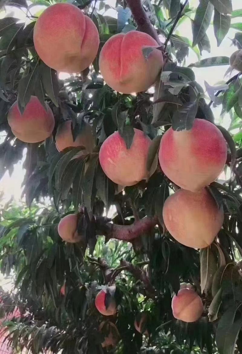 蜜桃基地的水蜜桃