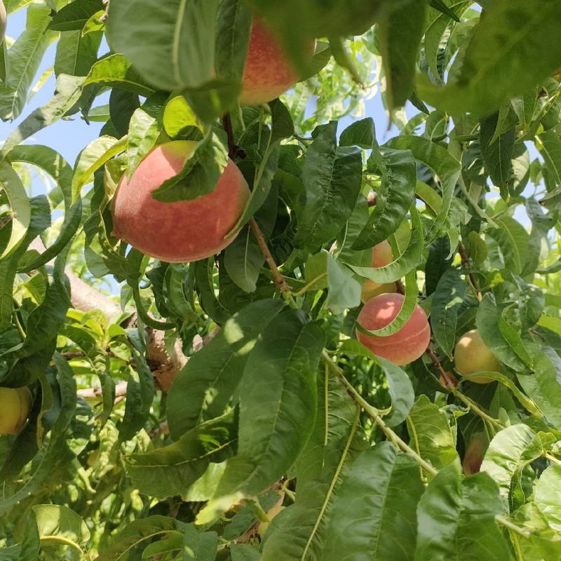 蜜桃基地的水蜜桃