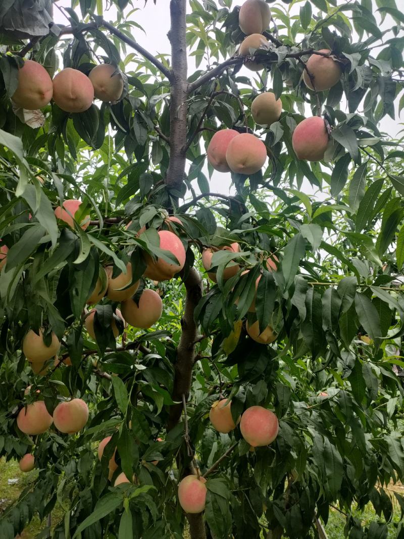 蜜桃基地的水蜜桃