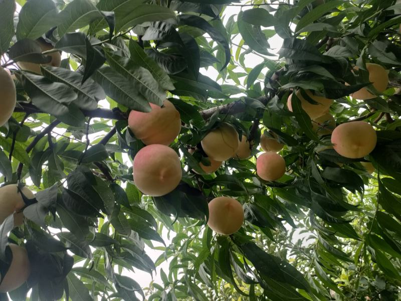 蜜桃基地的水蜜桃