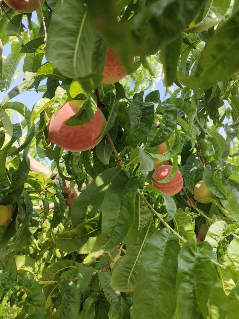 蜜桃基地的水蜜桃