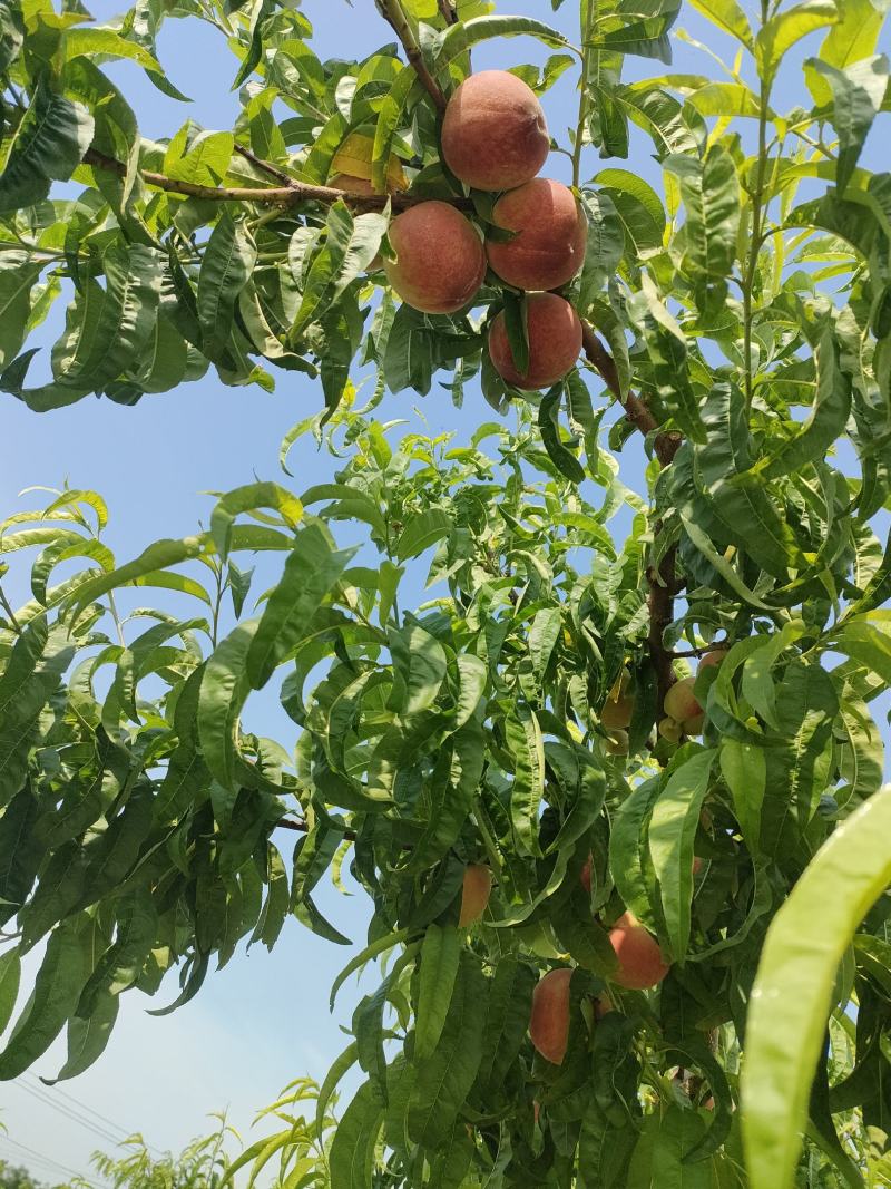 蜜桃基地的水蜜桃