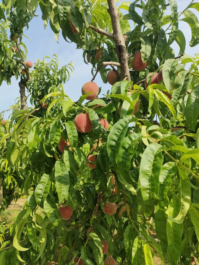 蜜桃基地的水蜜桃