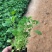 地被菊颜色多成活率高地被植物园林绿化工程