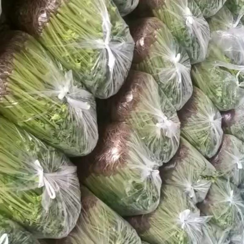 【芹菜】第一精品香芹产地直销供应各大市场电商商超