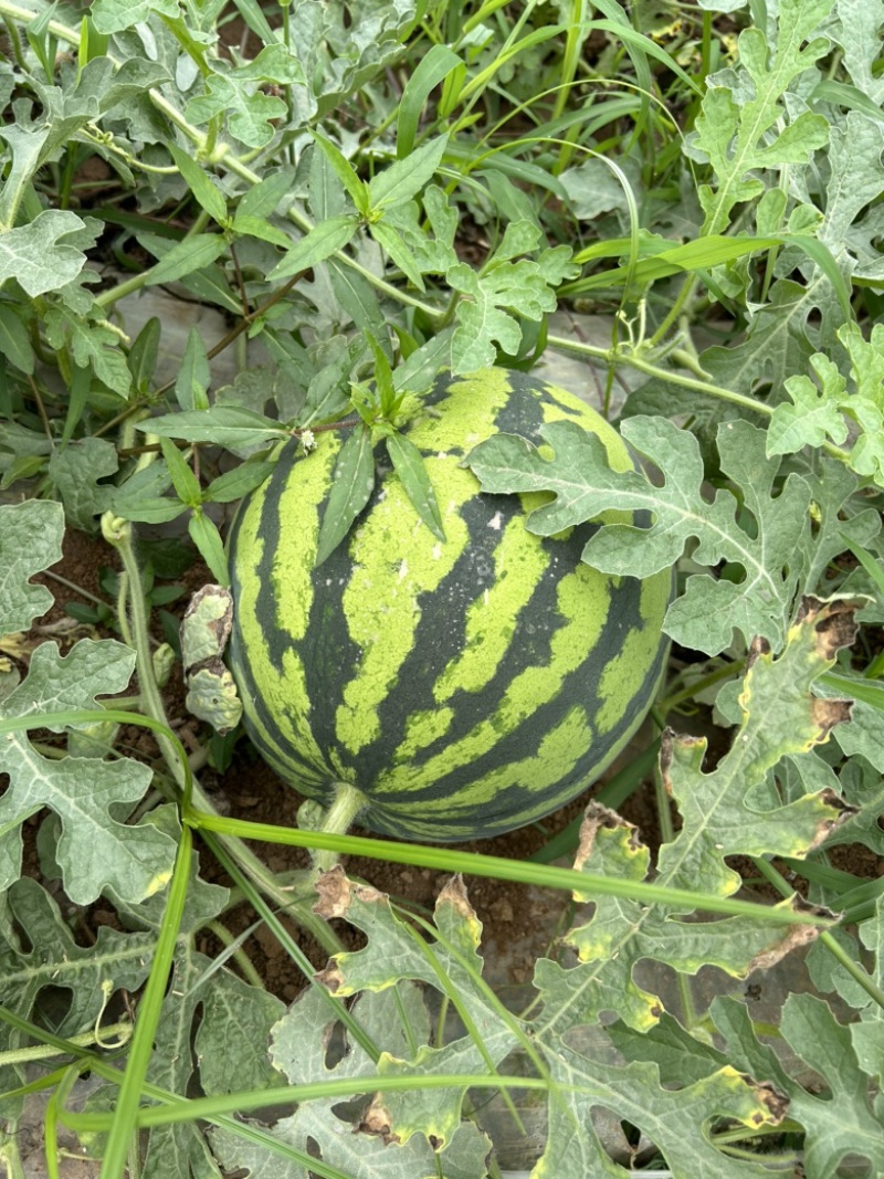 陕西美都西瓜，大量供应，实力代办多年，保证质量，
