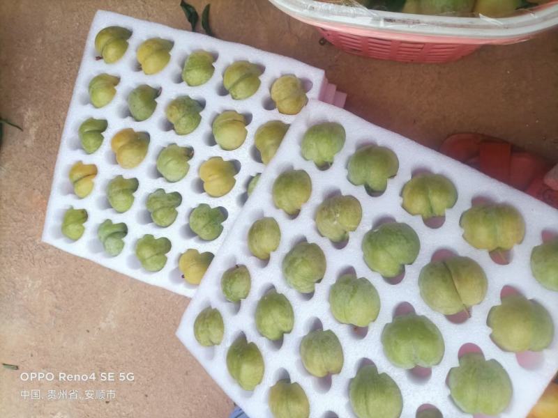 蜂糖李原产地直发。每天现摘现发。