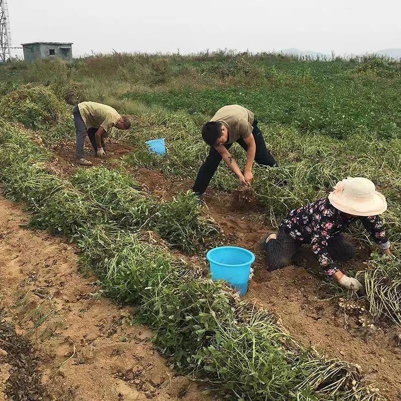 汾都香5斤东北新粉皮花生农家白沙花生米五谷杂粮原味新鲜花