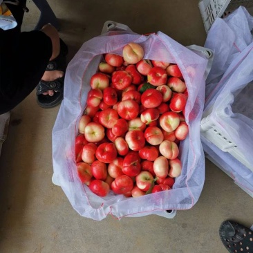 36-3蟠桃，5到六公分