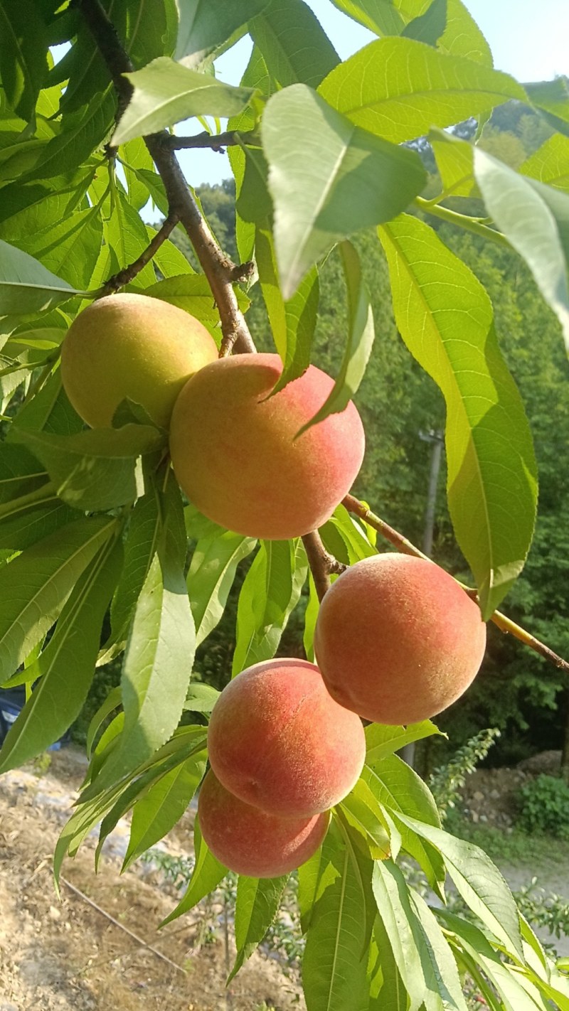 桃子