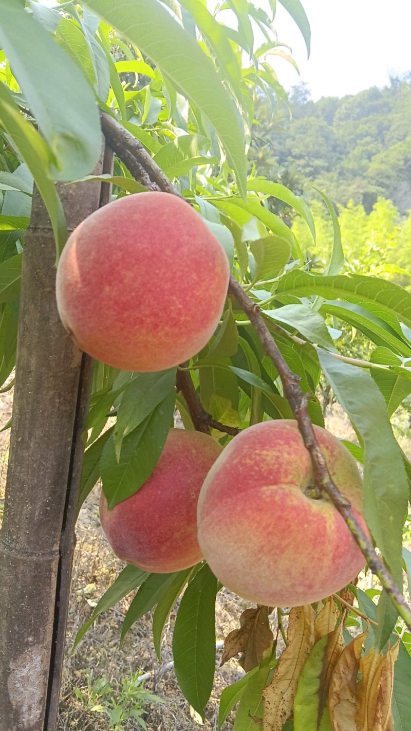 桃子