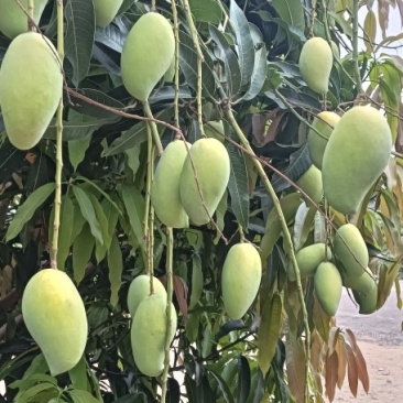 芒果鹰嘴芒金煌芒裸果不套袋果一件代发对接电商果汁厂果干厂