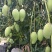 芒果鹰嘴芒金煌芒裸果不套袋果一件代发对接电商果汁厂果干厂