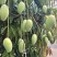 芒果鹰嘴芒金煌芒裸果不套袋果一件代发对接电商果汁厂果干厂