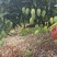 芒果鹰嘴芒金煌芒裸果不套袋果一件代发对接电商果汁厂果干厂