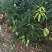 芒果鹰嘴芒金煌芒裸果不套袋果一件代发对接电商果汁厂果干厂