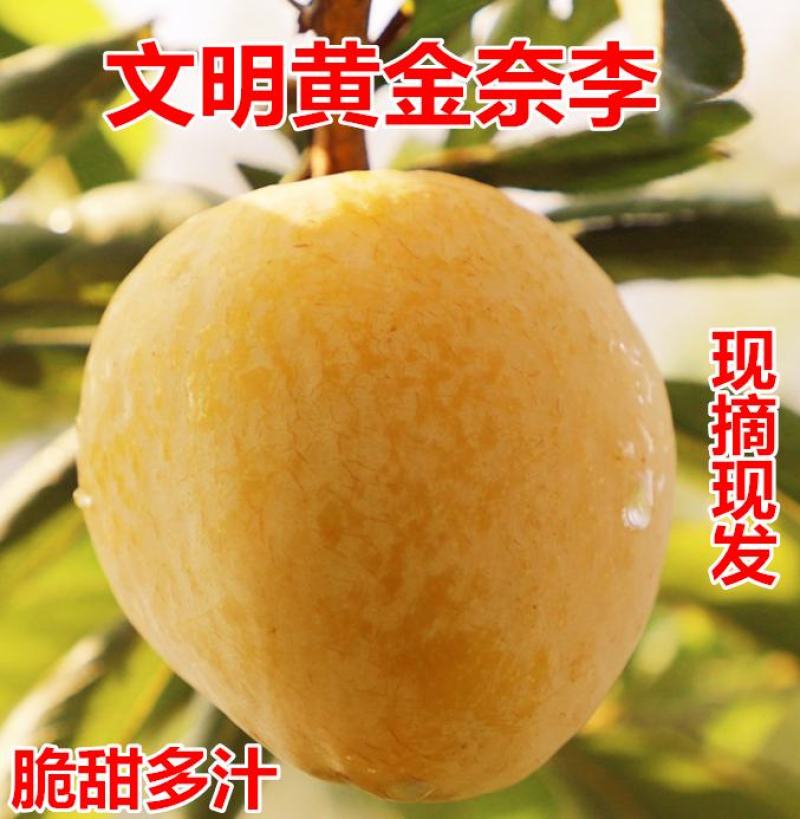 湖南汝城文明黄金奈李子非九峰山新鲜孕妇水果脆甜特产一件代