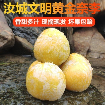 湖南汝城文明黄金奈李子非九峰山新鲜孕妇水果脆甜特产一件代