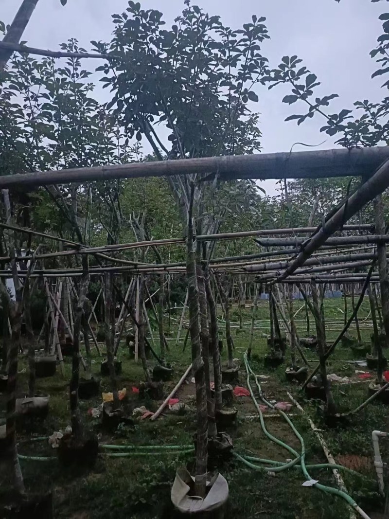 黄花风铃木
