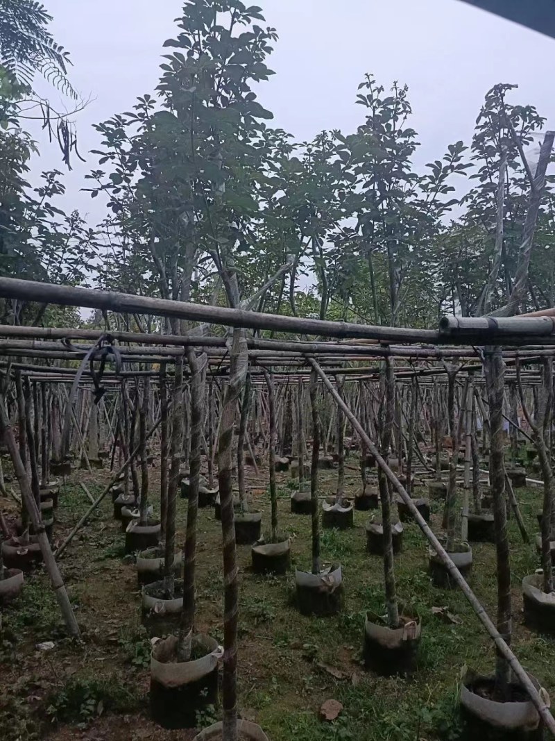 黄花风铃木