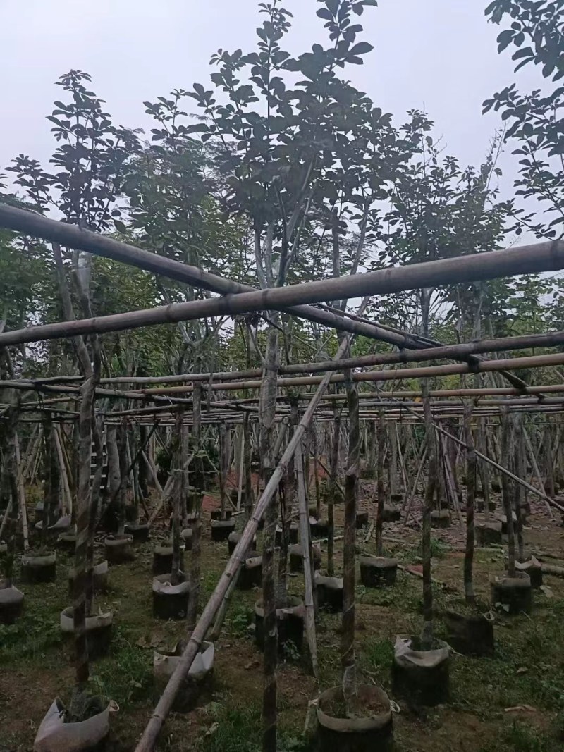 黄花风铃木